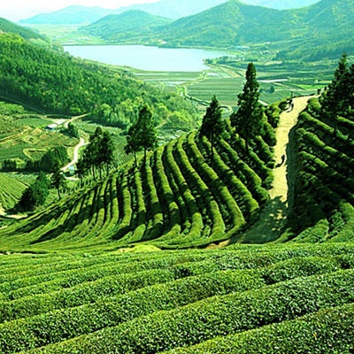 darjeeling unlimited