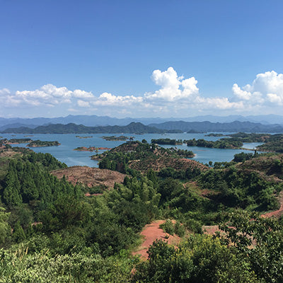 Ancient Dragonwell Tea Cultivar and Its Unique Terroir with Farmer Mr. Chen