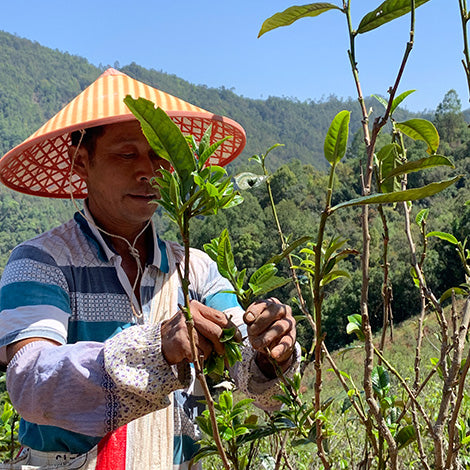 wild puerh tea trees