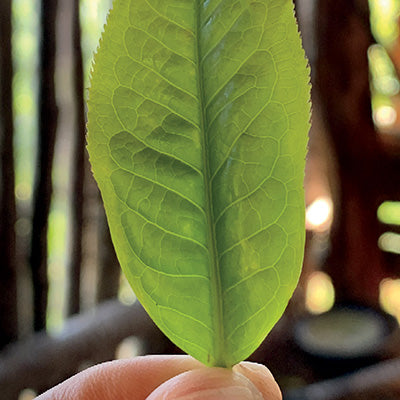 Turning Over a New Tea Leaf